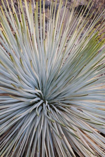 Arizona, Grand Canyon NP Whipples yucca plant